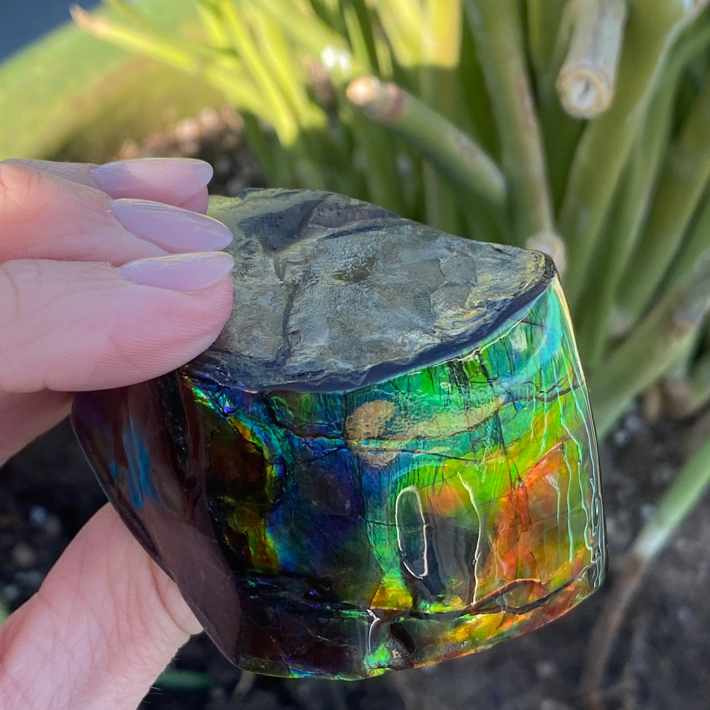 Ammolite Freeform