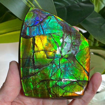 Rainbow Ammolite Fossil, AAA
