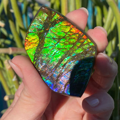 Ammolite Palm Stone