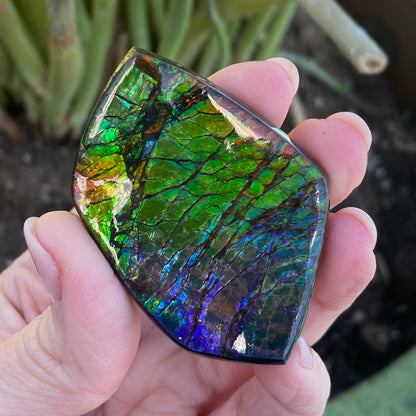 Ammolite Palm Stone