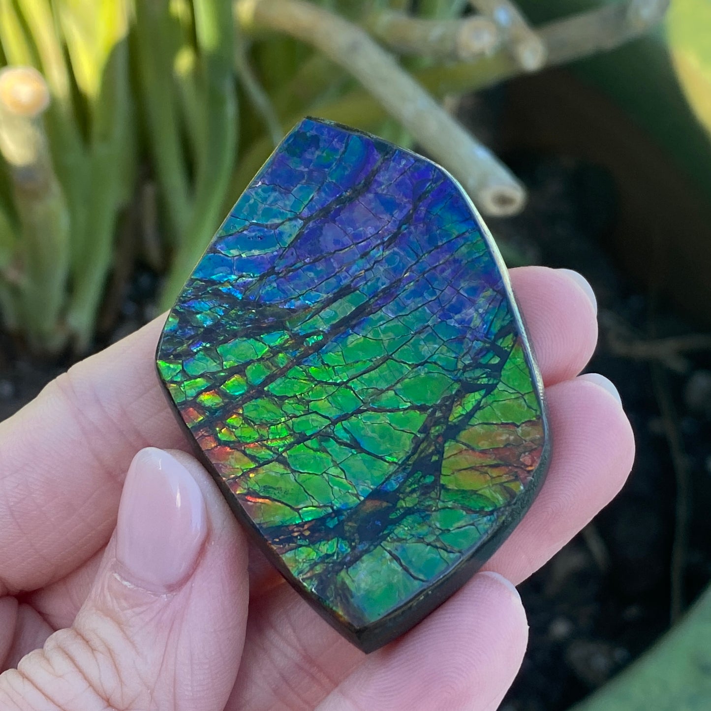 Ammolite Palm Stone