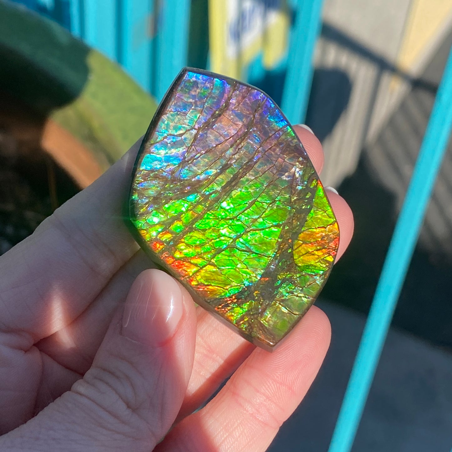 Ammolite Palm Stone