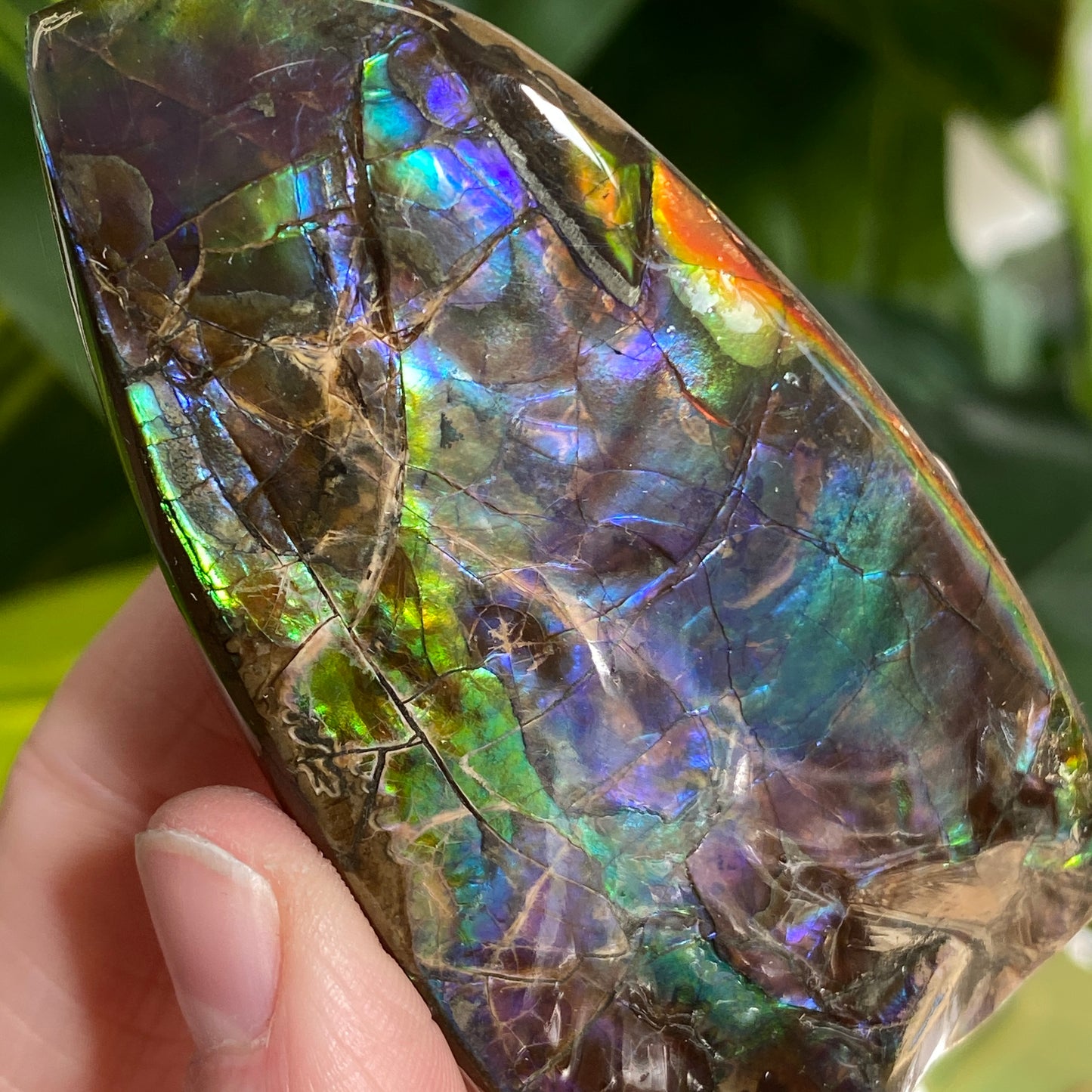 Rainbow Ammolite Fossil, AAA Paintbrush