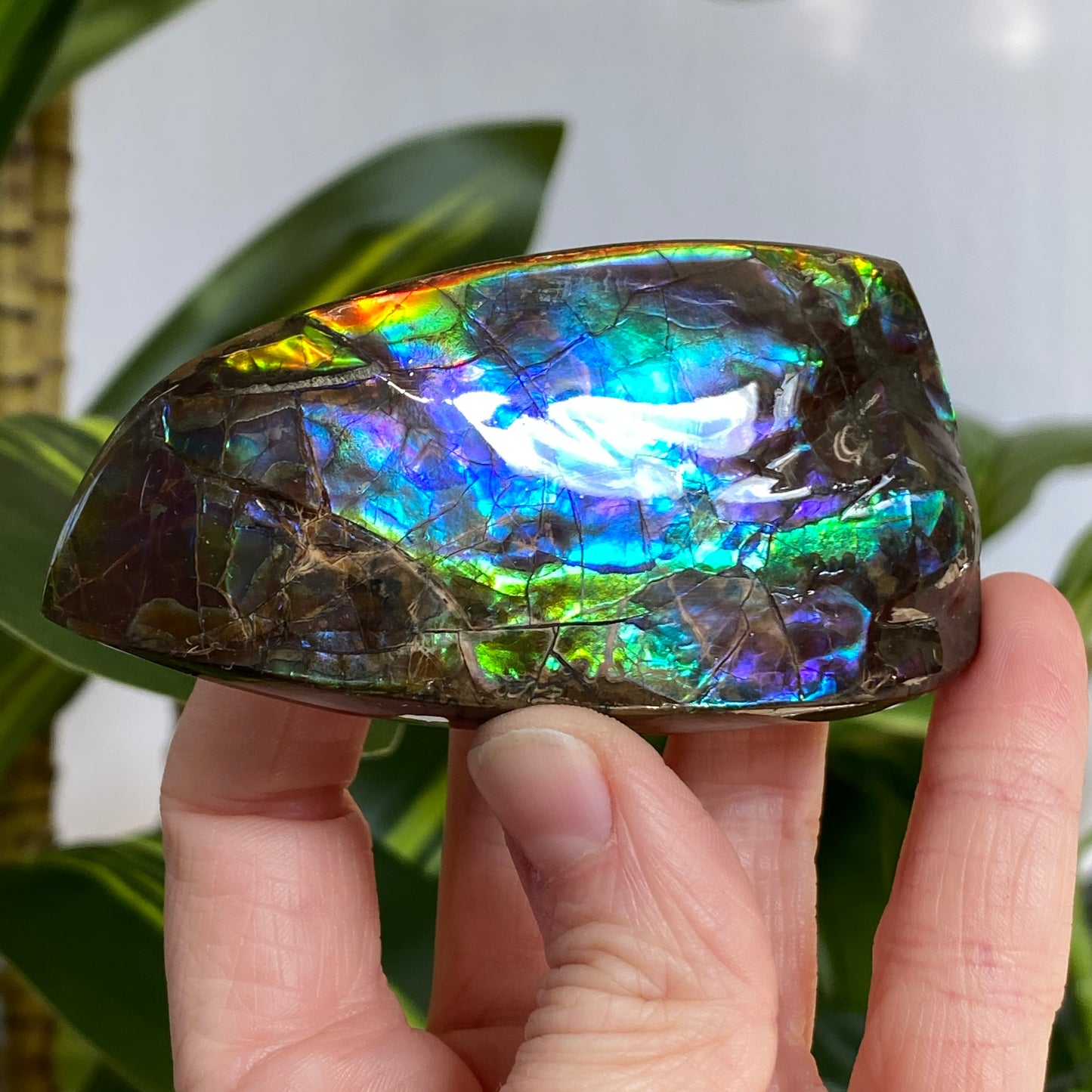 Rainbow Ammolite Fossil, AAA Paintbrush