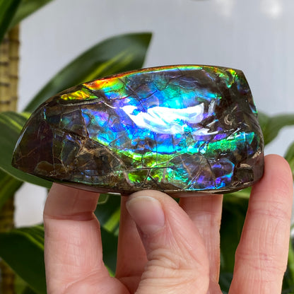 Rainbow Ammolite Fossil, AAA Paintbrush