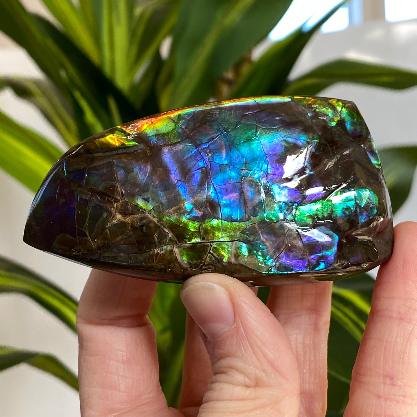 Rainbow Ammolite Fossil, AAA Paintbrush