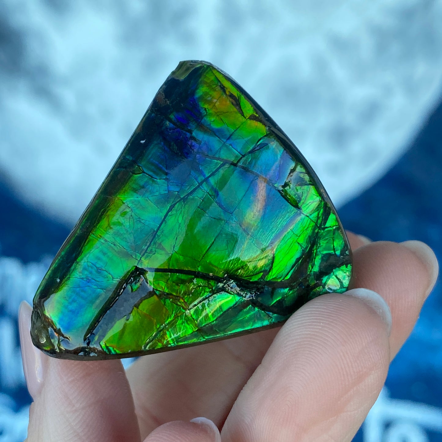 Ammolite Freeform