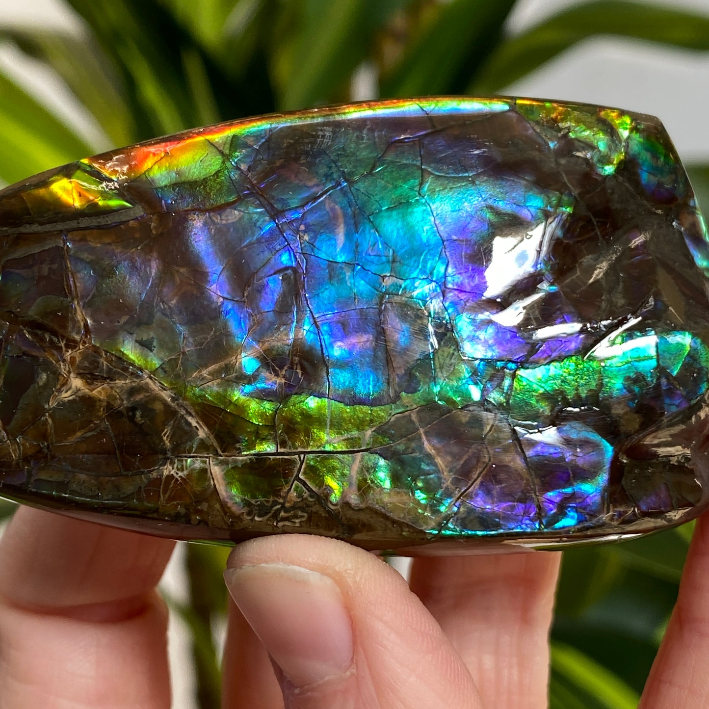 Rainbow Ammolite Fossil, AAA Paintbrush