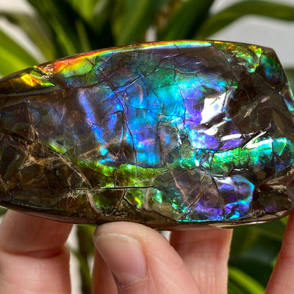 Rainbow Ammolite Fossil, AAA Paintbrush