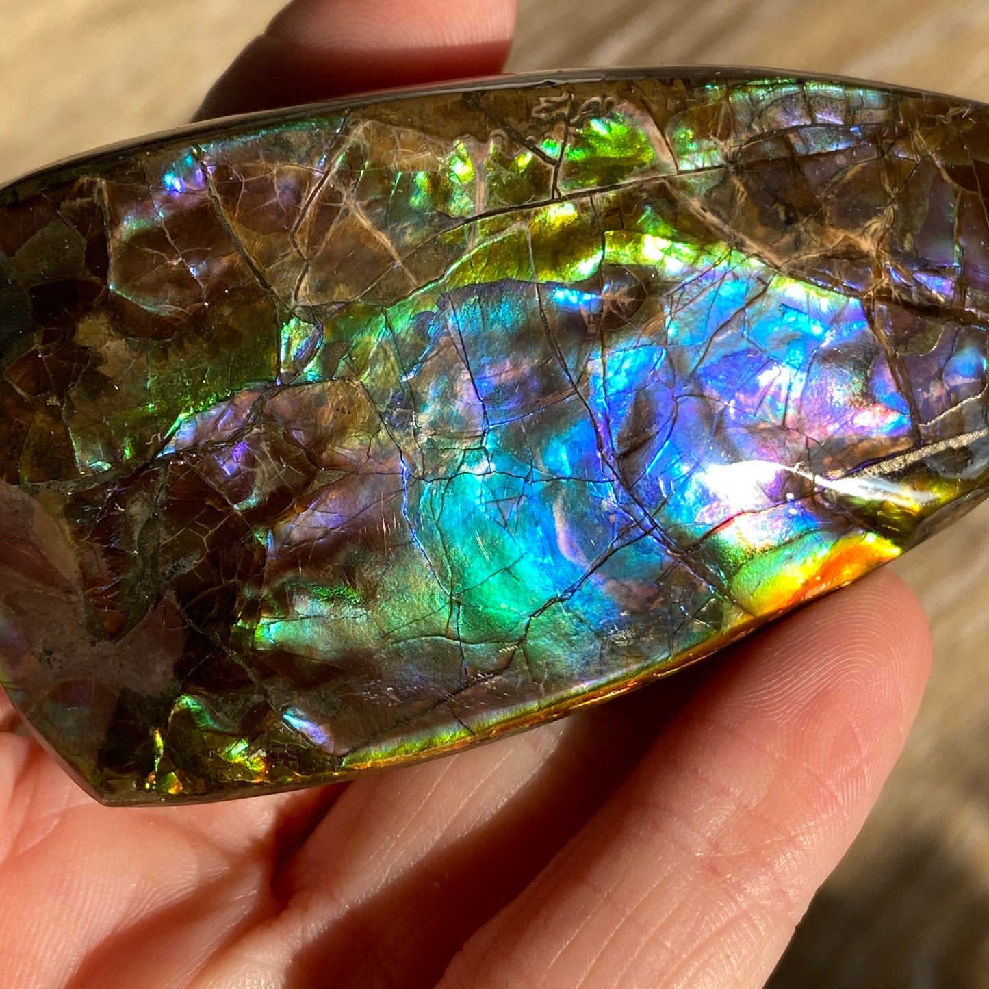 Rainbow Ammolite Fossil, AAA Paintbrush