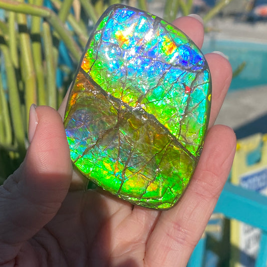 Ammolite Palm Stone