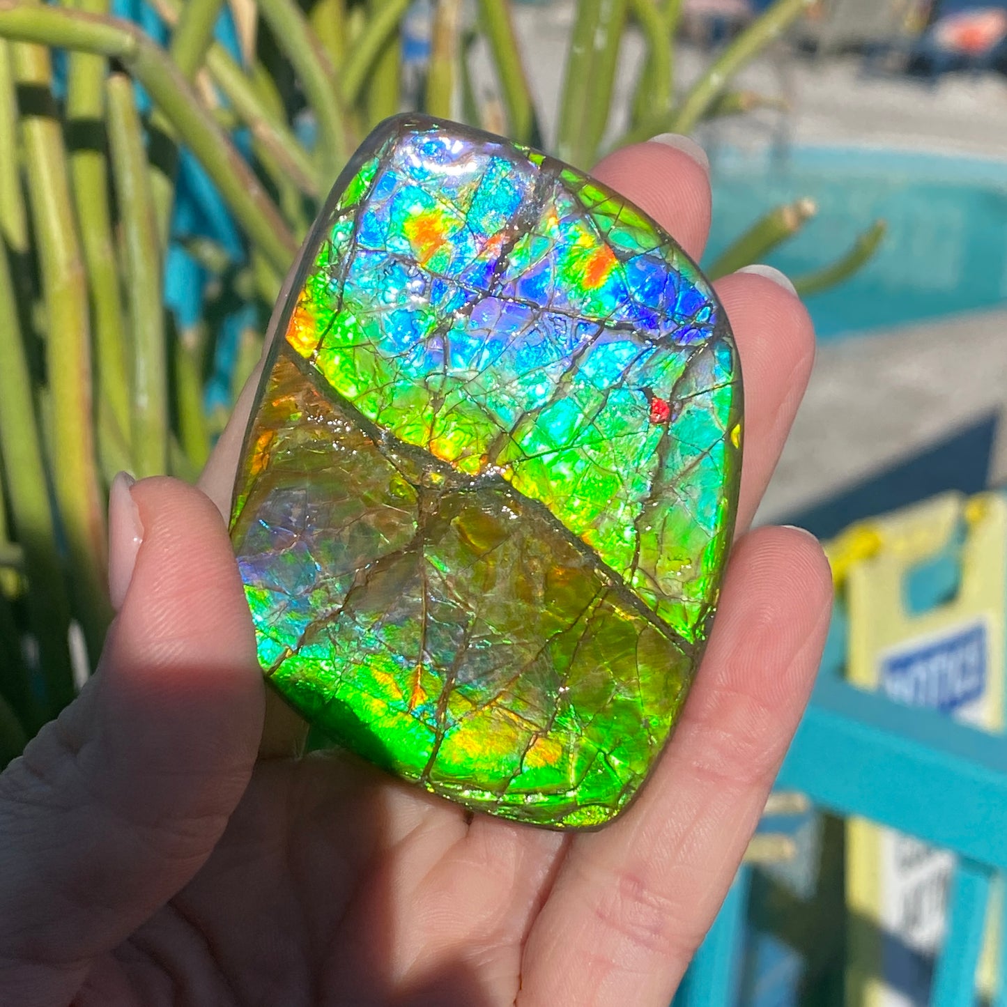 Ammolite Palm Stone