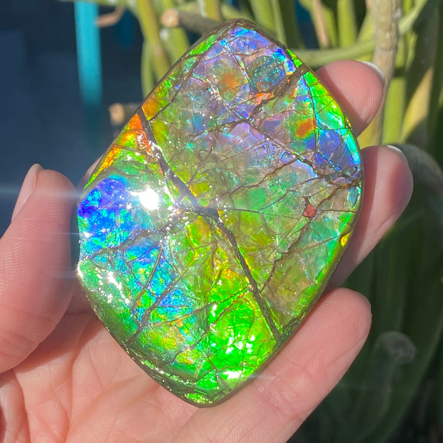 Ammolite Palm Stone