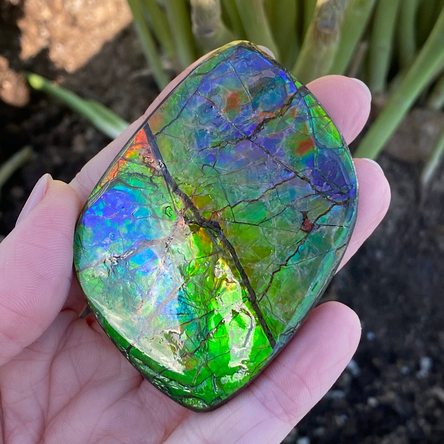 Ammolite Palm Stone