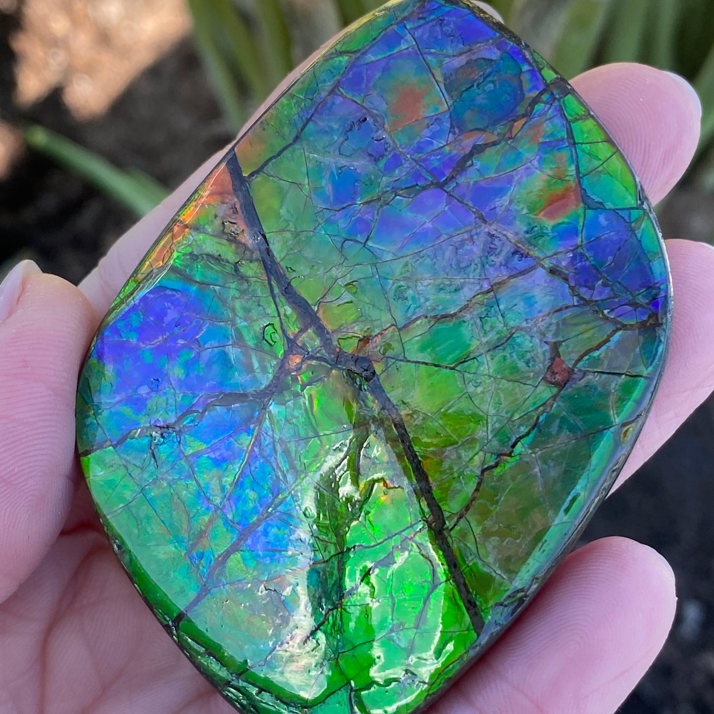 Ammolite Palm Stone