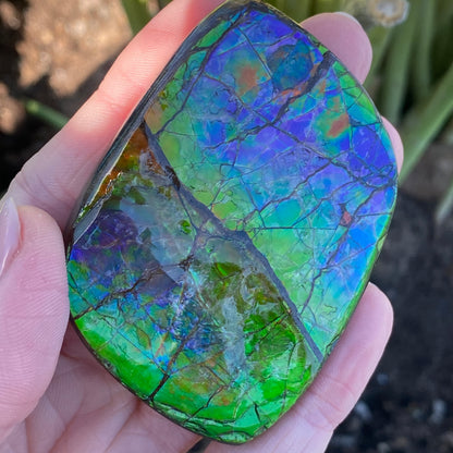 Ammolite Palm Stone