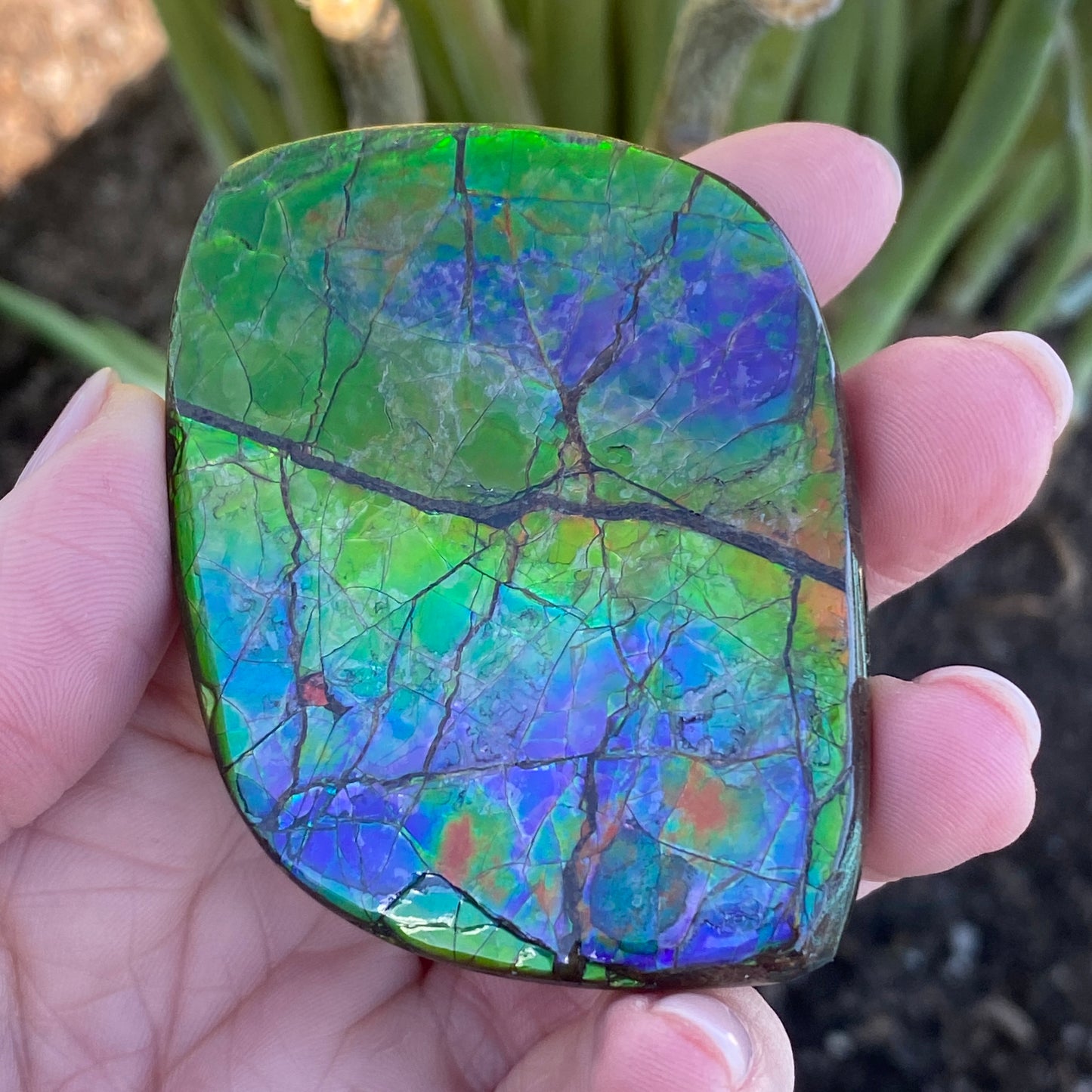 Ammolite Palm Stone