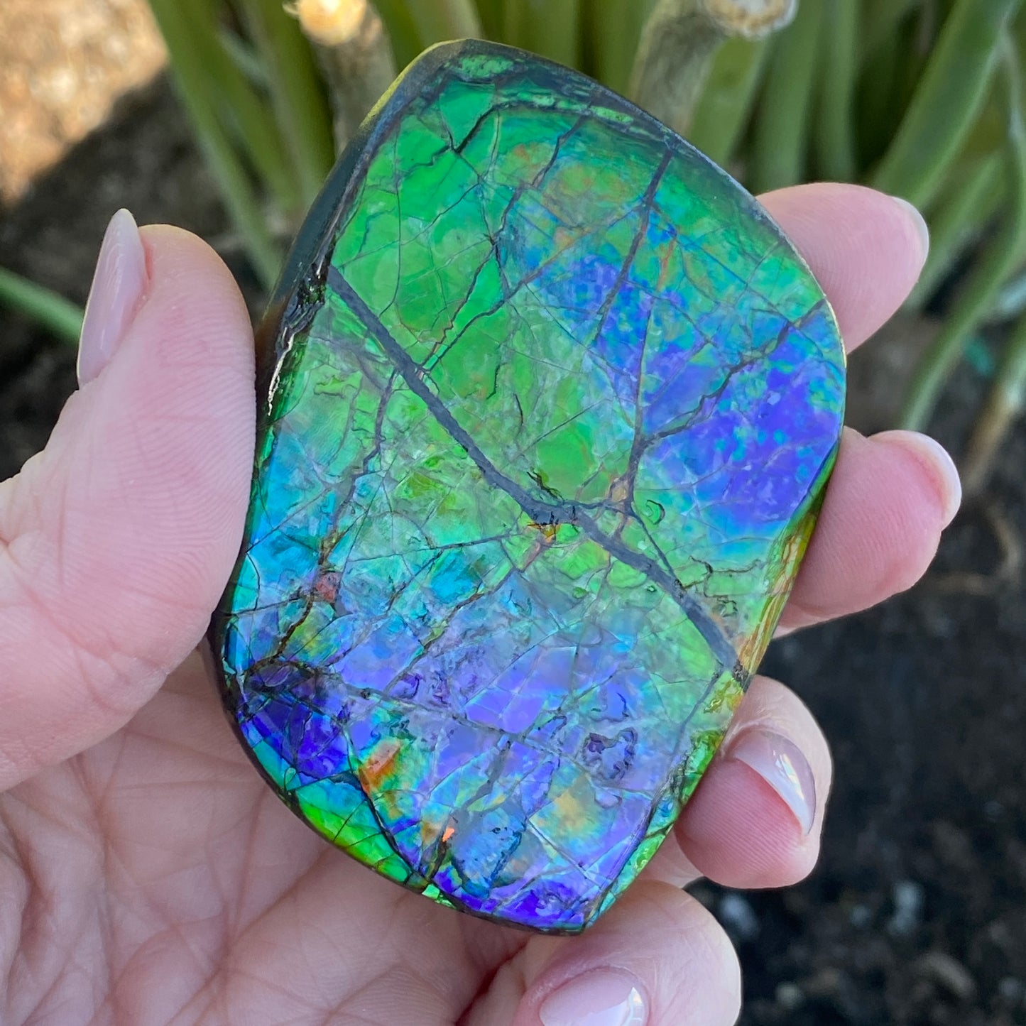 Ammolite Palm Stone