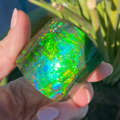 Ammolite Palm Stone