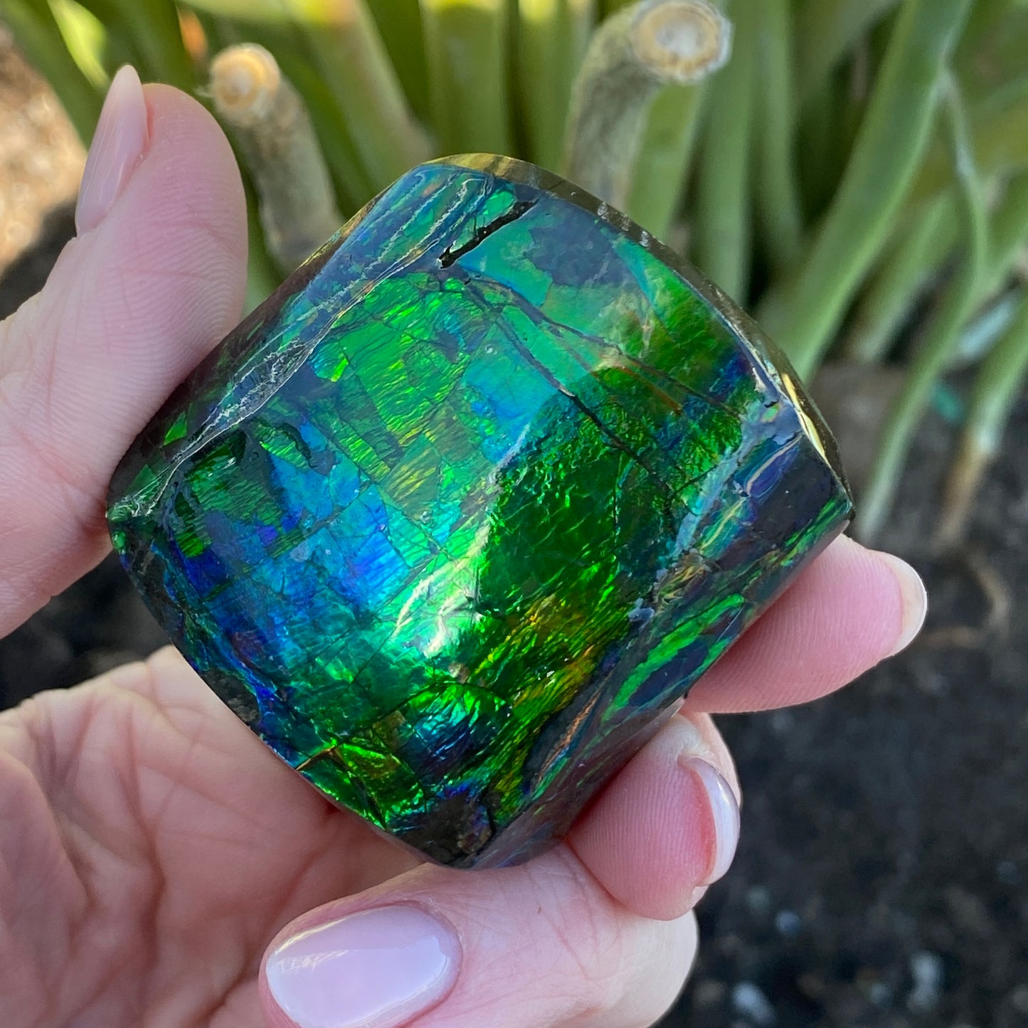 Ammolite Palm Stone