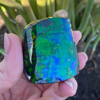 Ammolite Palm Stone