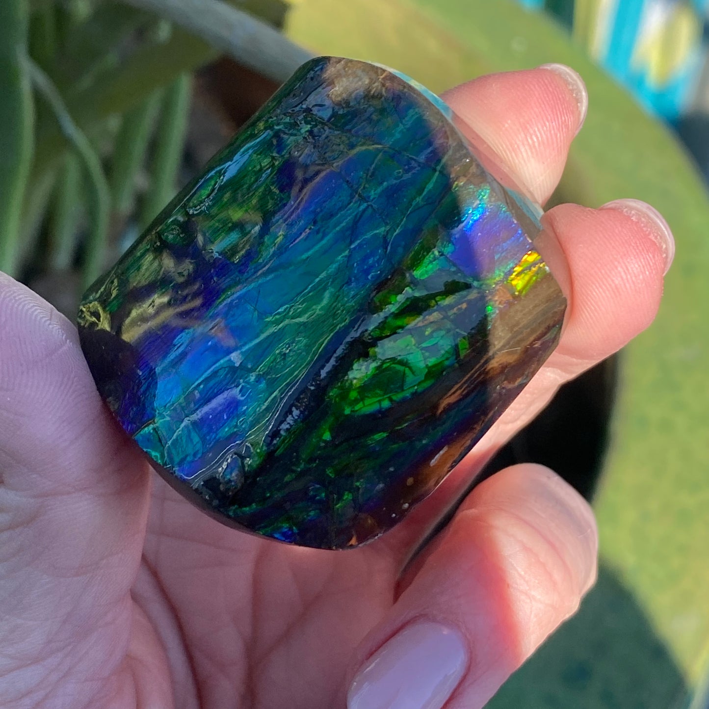 Ammolite Palm Stone