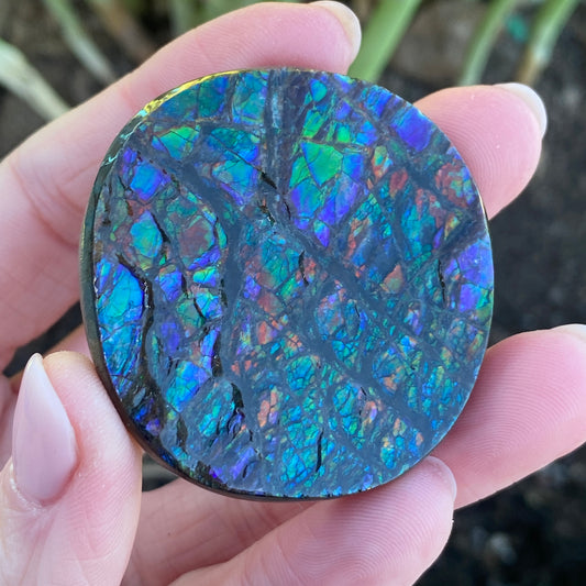 Ammolite Palm Stone