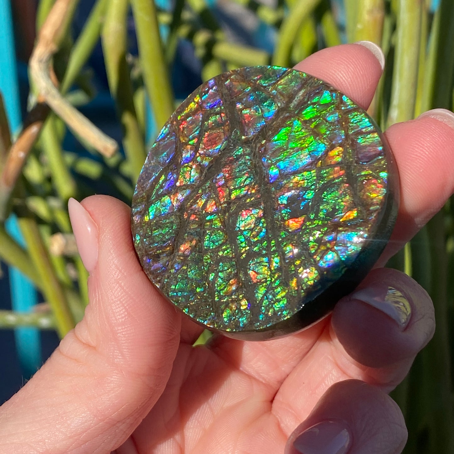 Ammolite Palm Stone