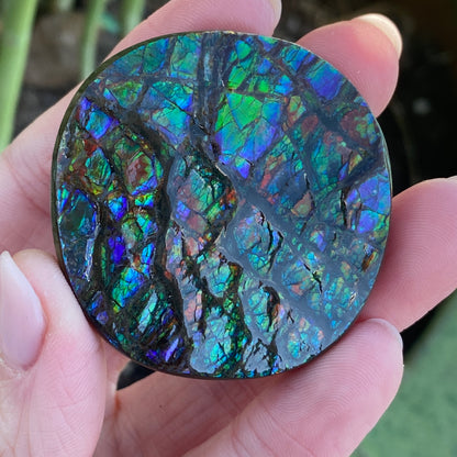 Ammolite Palm Stone