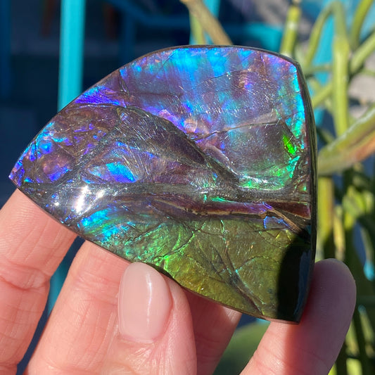 Ammolite Palm Stone