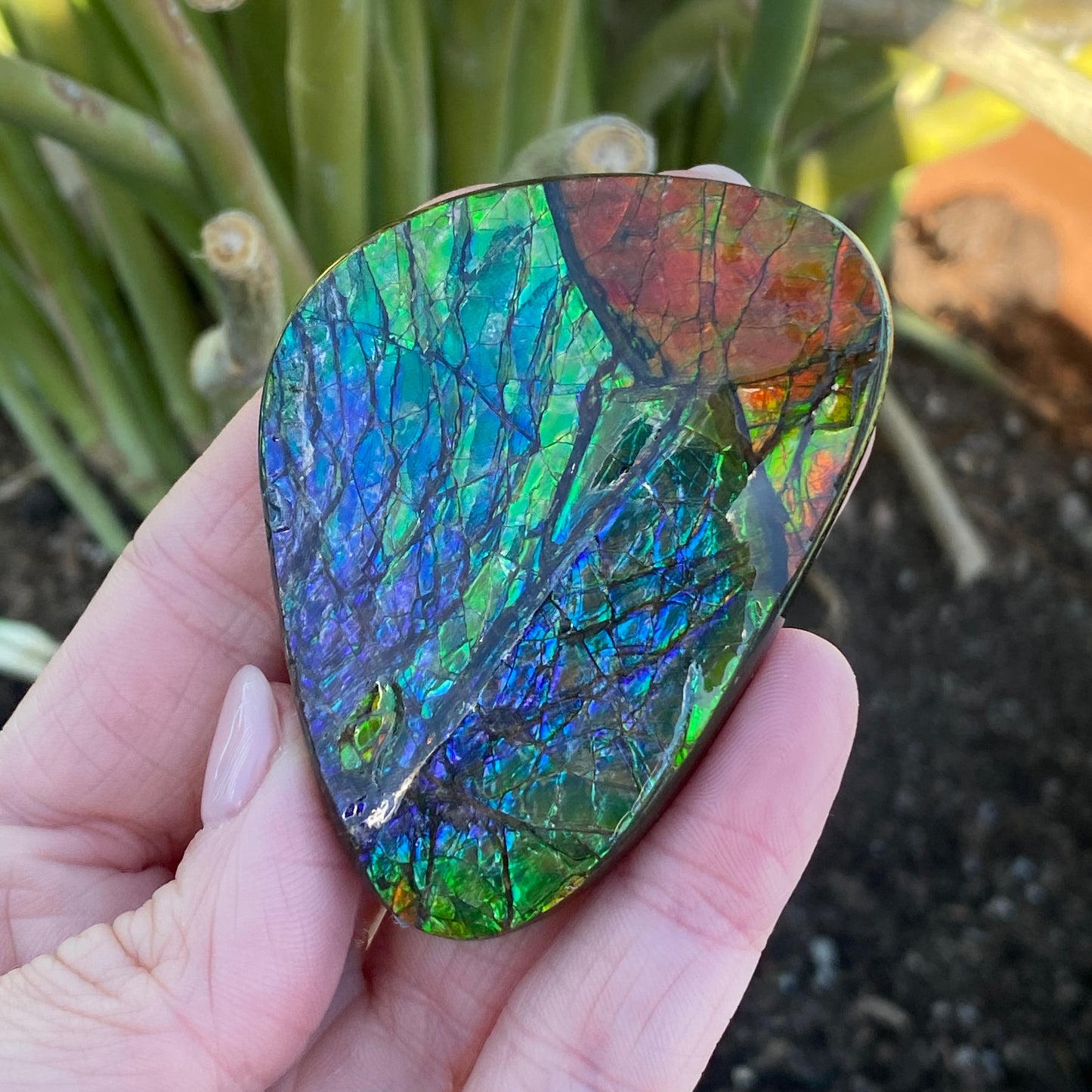 Ammolite Palm Stone