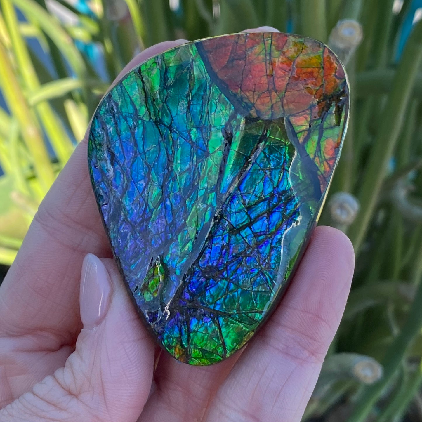 Ammolite Palm Stone