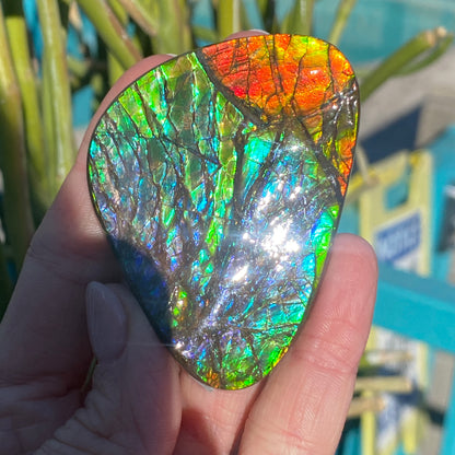 Ammolite Palm Stone