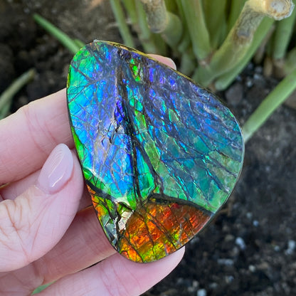 Ammolite Palm Stone