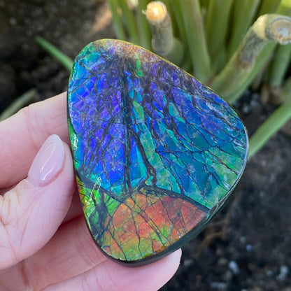 Ammolite Palm Stone