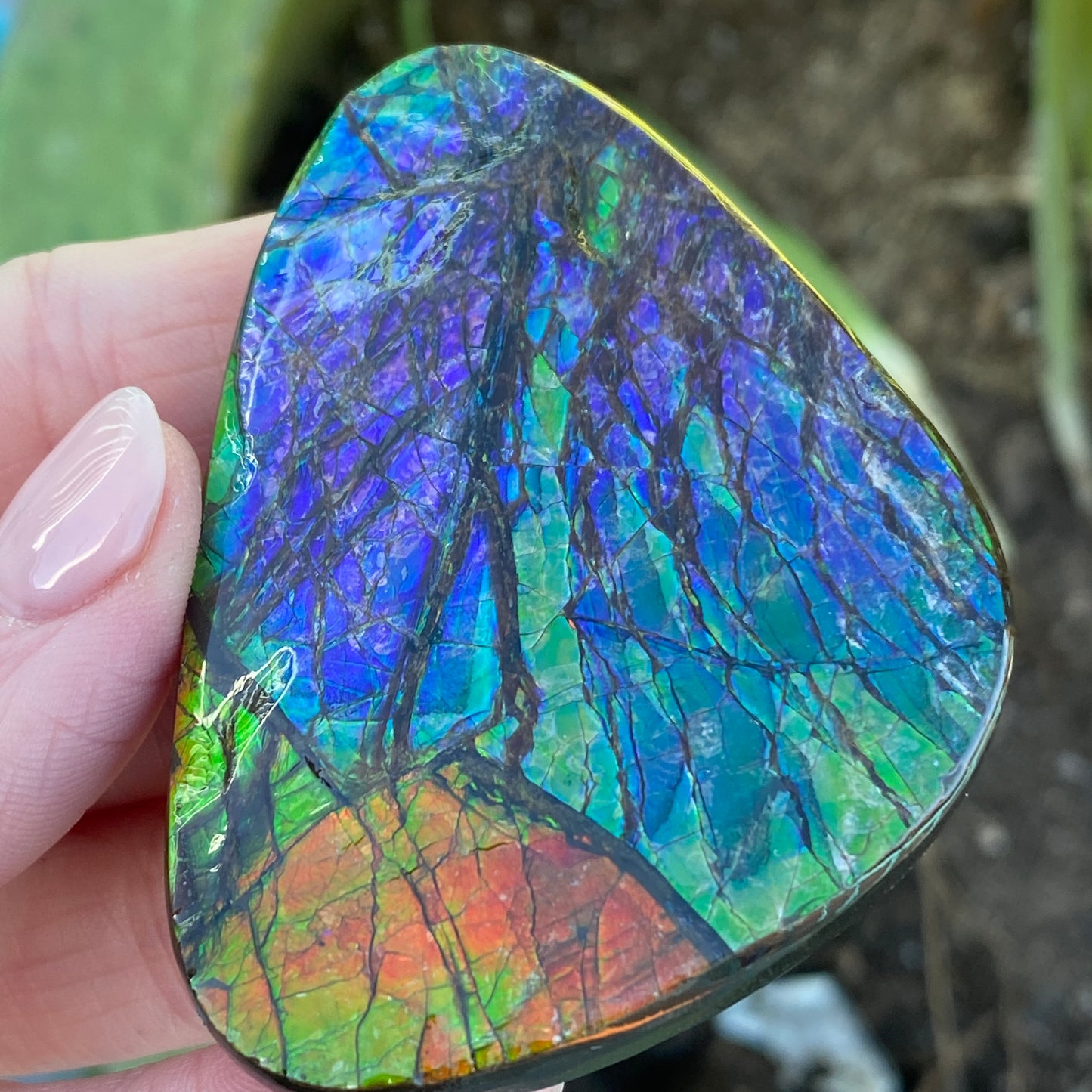 Ammolite Palm Stone