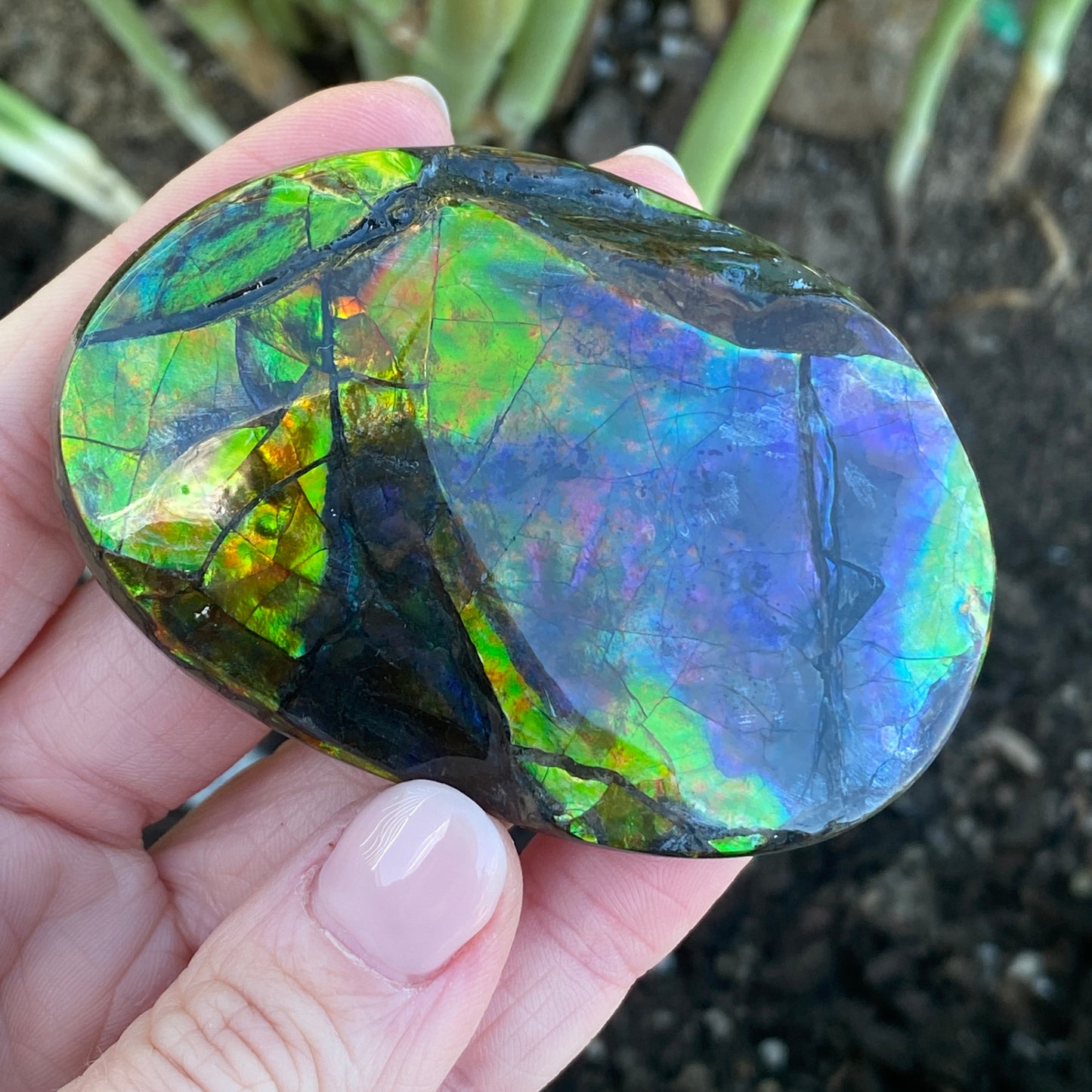 Ammolite Palm Stone