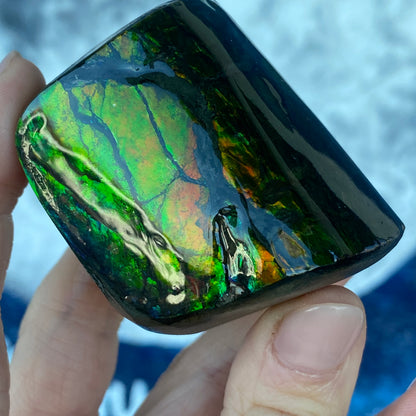 Ammolite Freeform