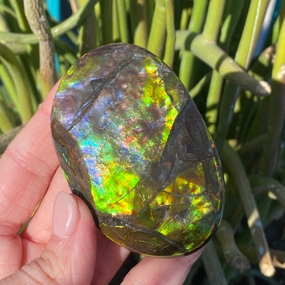 Ammolite Palm Stone