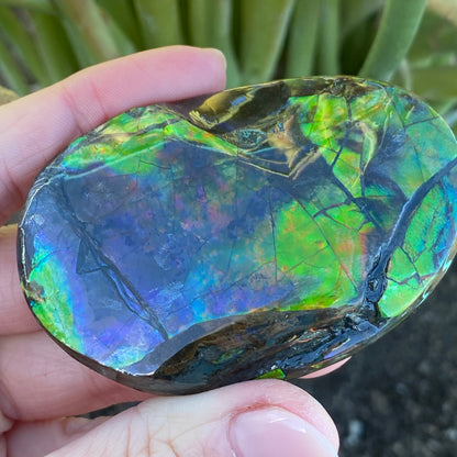 Ammolite Palm Stone