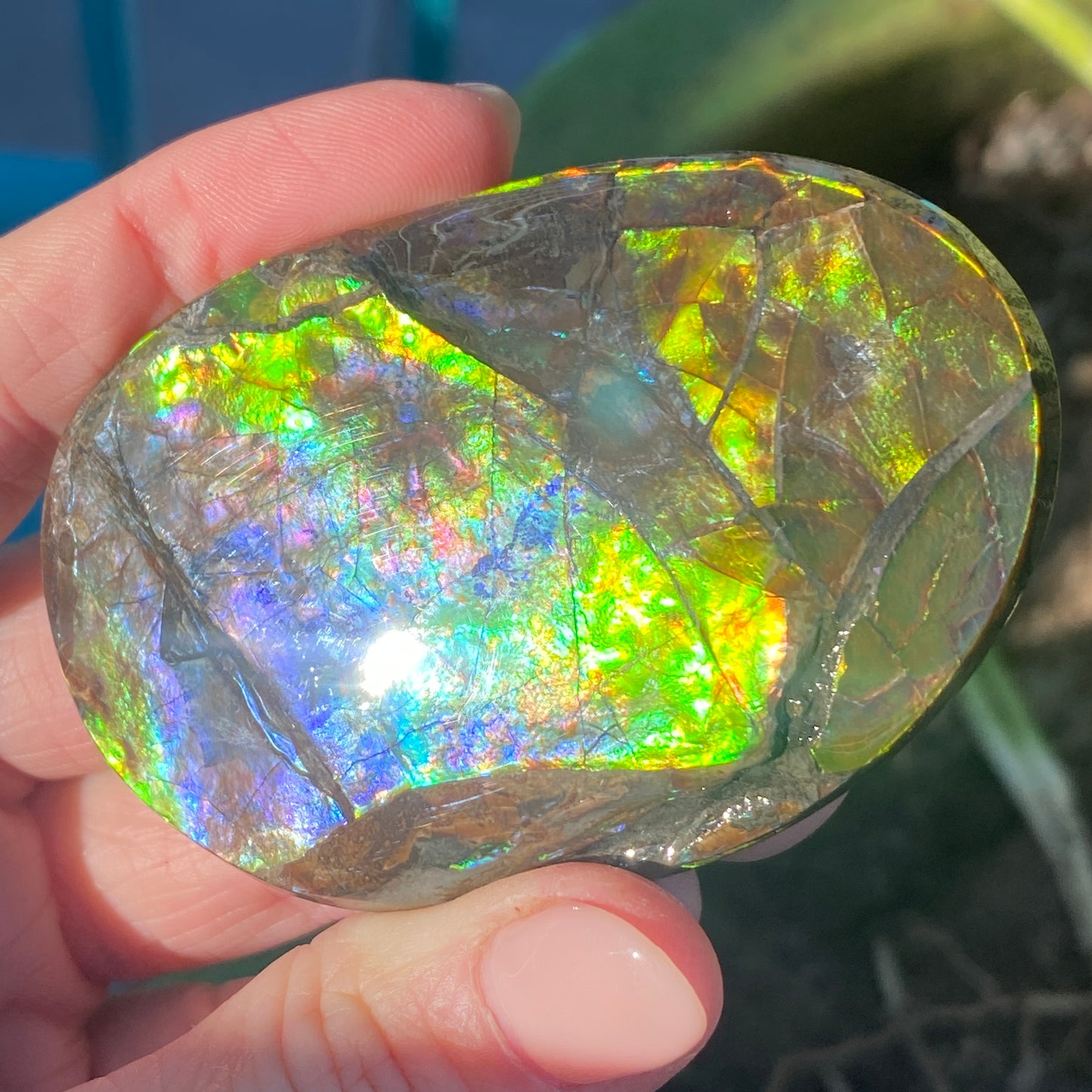 Ammolite Palm Stone