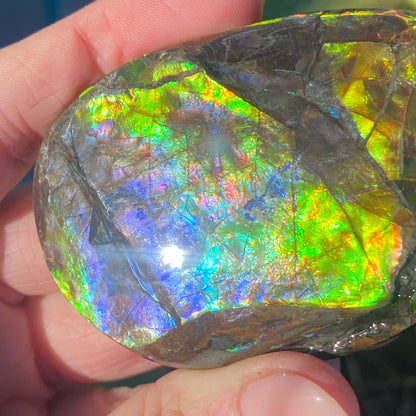 Ammolite Palm Stone