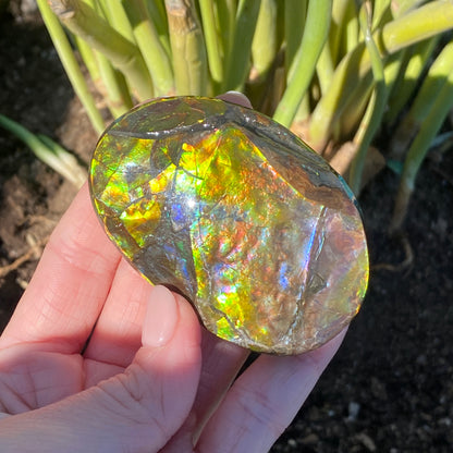 Ammolite Palm Stone