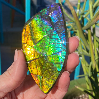 Ammolite Palm Stone