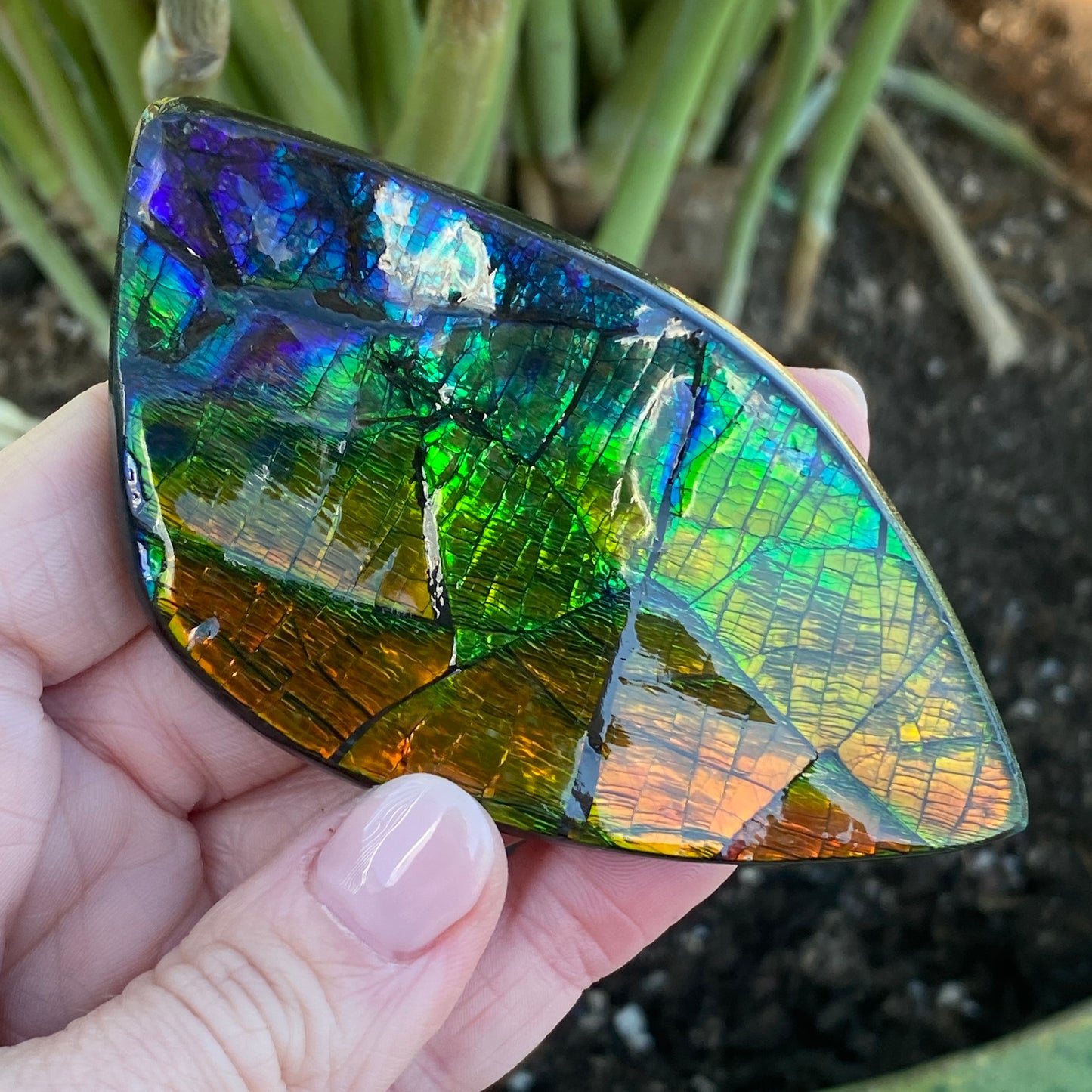 Ammolite Palm Stone