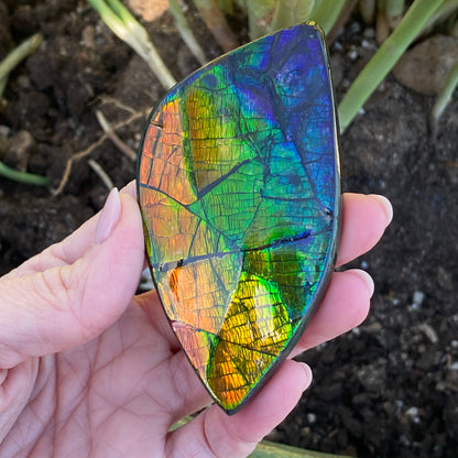 Ammolite Palm Stone