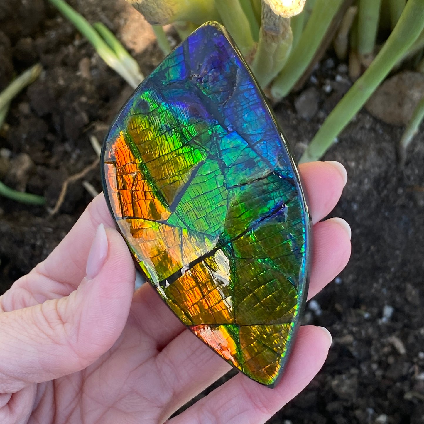 Ammolite Palm Stone