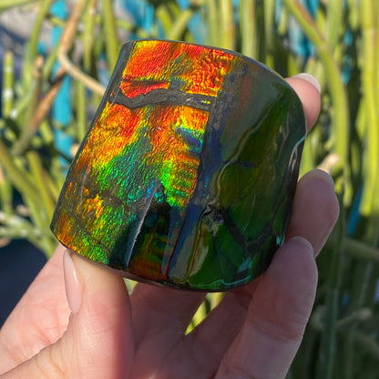 Ammolite Freeform