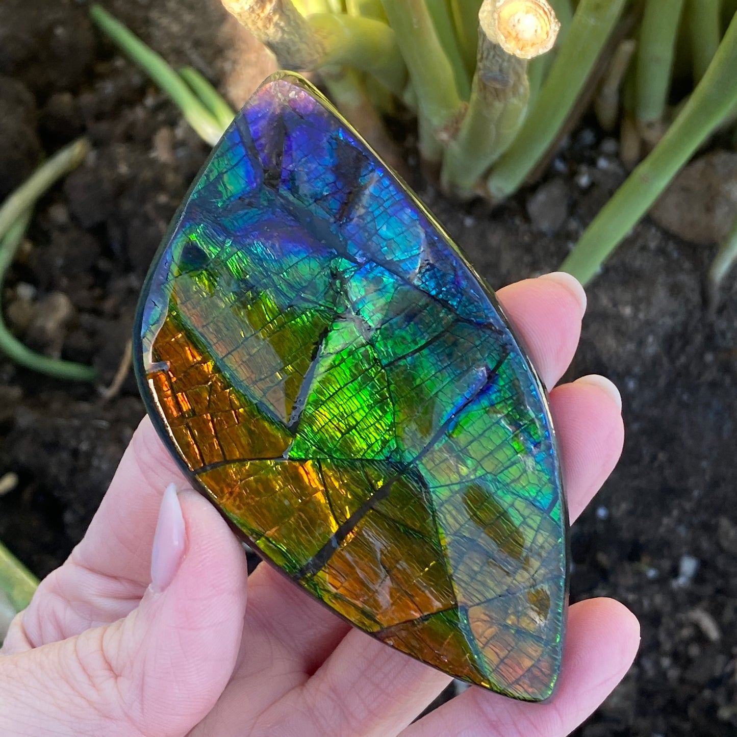 Ammolite Palm Stone