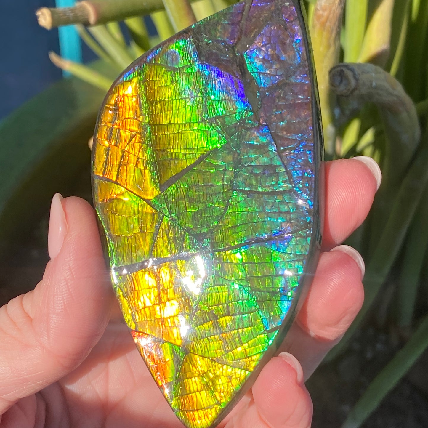 Ammolite Palm Stone